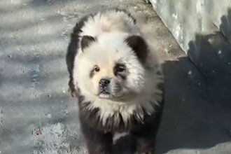 Китайский зоопарк выдавал крашеных собак за панд