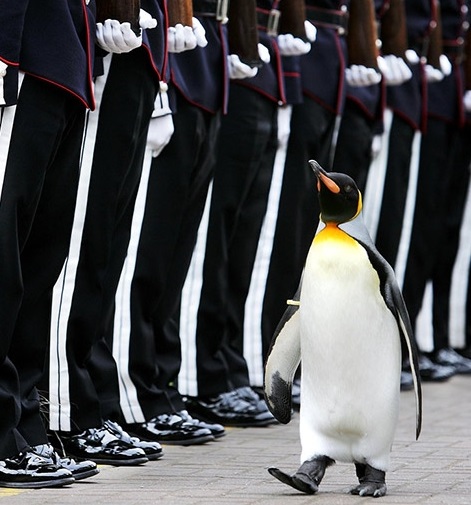 <b>В Норвегии появился генерал-пингвин</b>