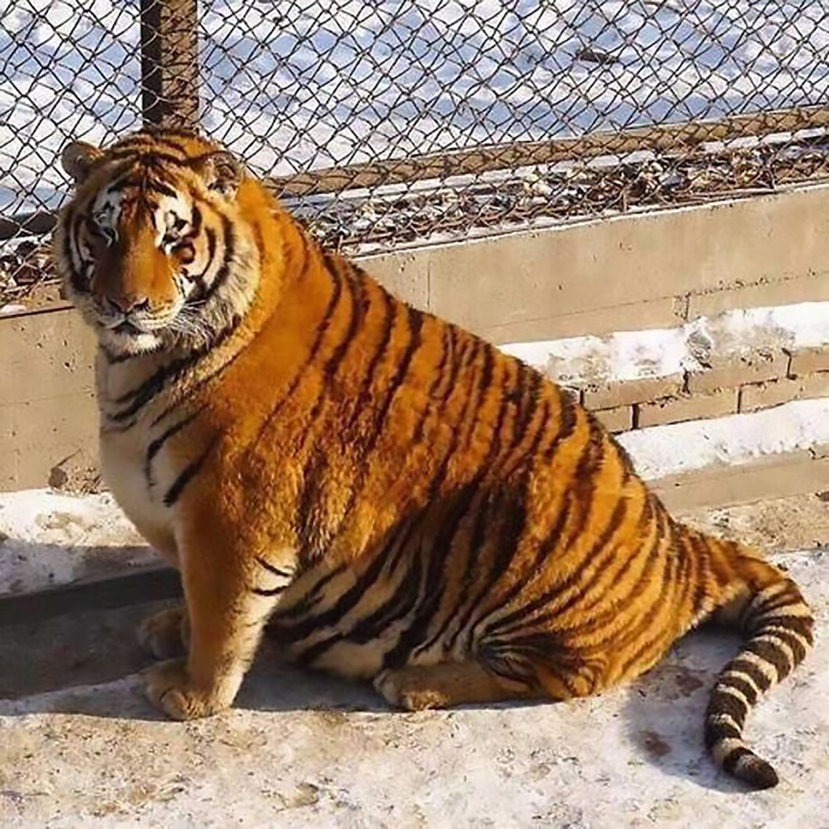 Толстых тигров посадили на диету