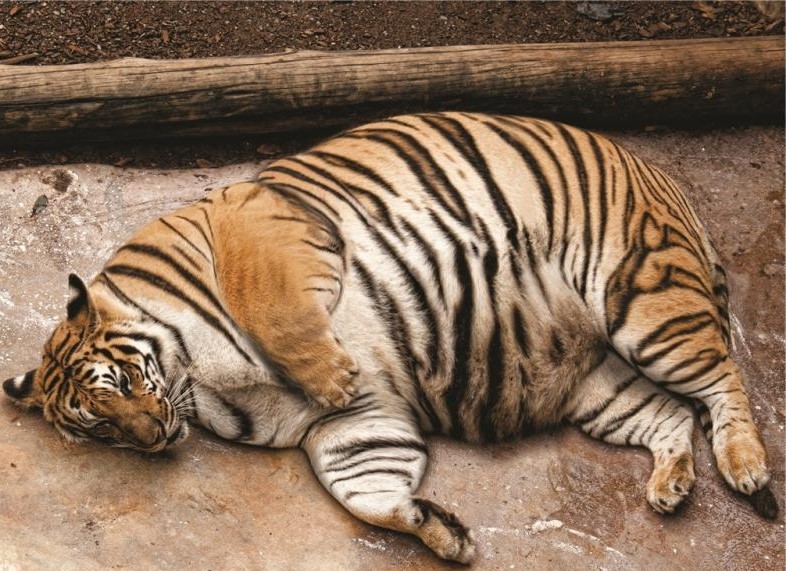 Толстые тигры съели беспилотник (видео)