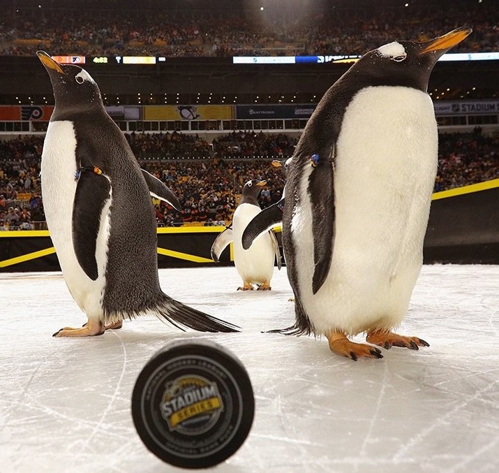 Пингвины посетили хоккейный матч (видео)