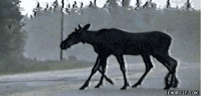 В Швеции обнаружили лося-мутанта