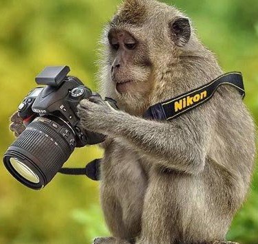 Фотограф выиграл суд у обезьяны