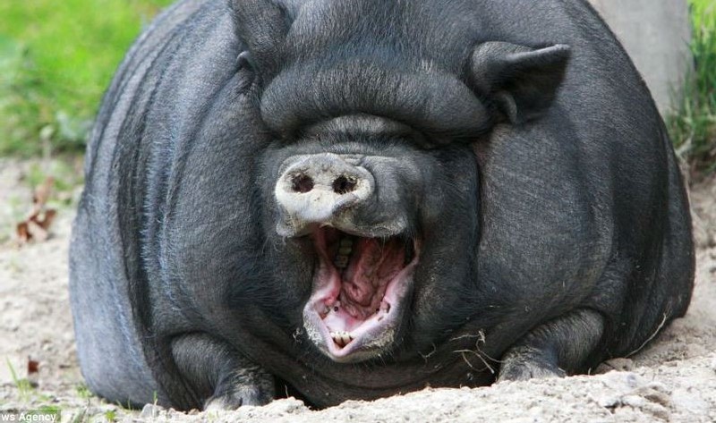 Найдена самая толстая в мире свинья. Хрю!