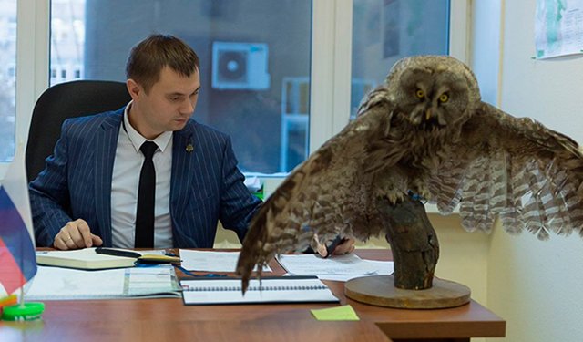 В кабинете чиновника нашли чучело редкой совы
