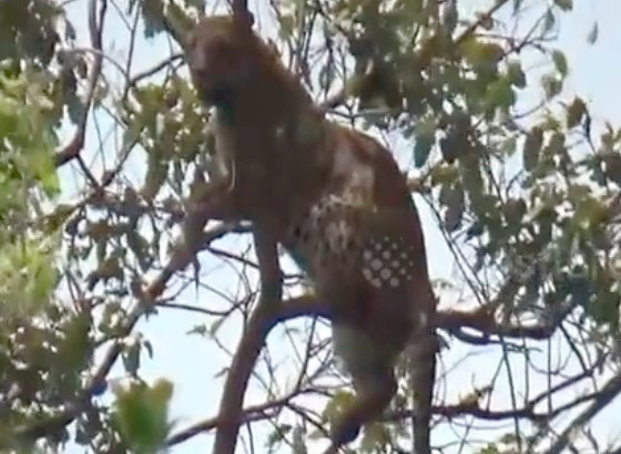 Индийский леопард погнался за обезьяной и застрял на дереве