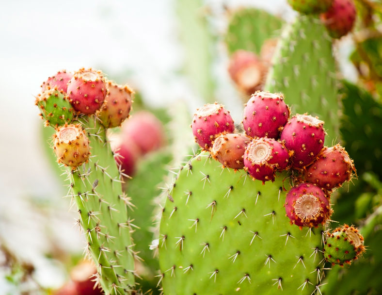 В Мексике изобрели пластик из сока кактуса