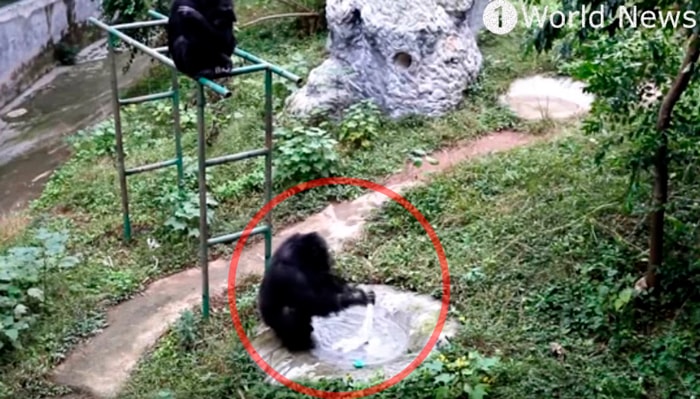 Шимпанзе научился стирать одежду
