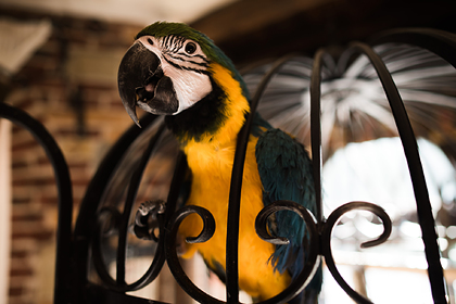 Пенсионерка научила попугая петь арии