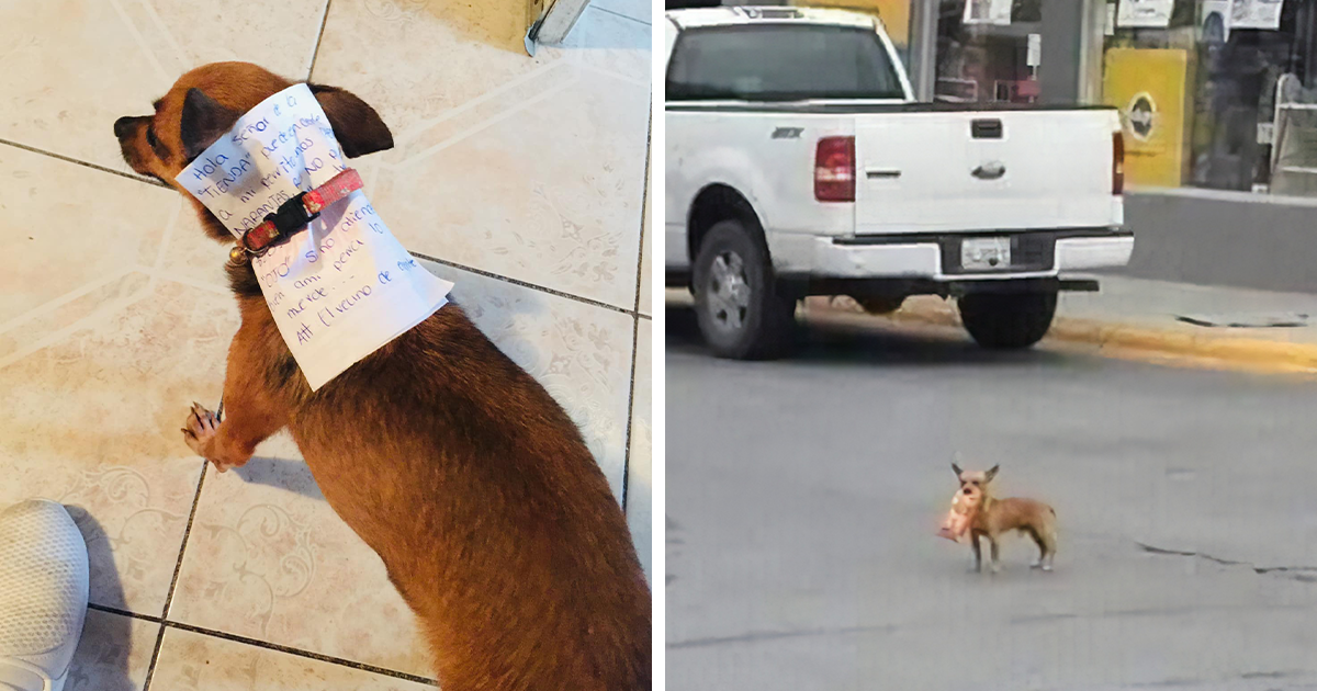 Мексиканец из-за карантина научил пса ходить в магазин