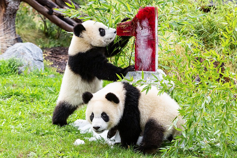 Первый день рождения отметили немецкие панды-близнецы