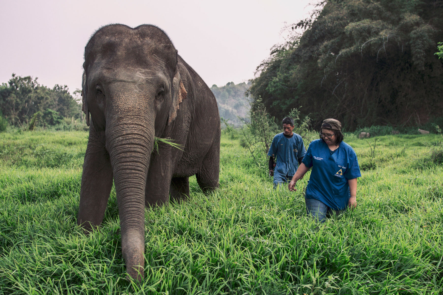 Тайцы устроили видеоконференции со слонами