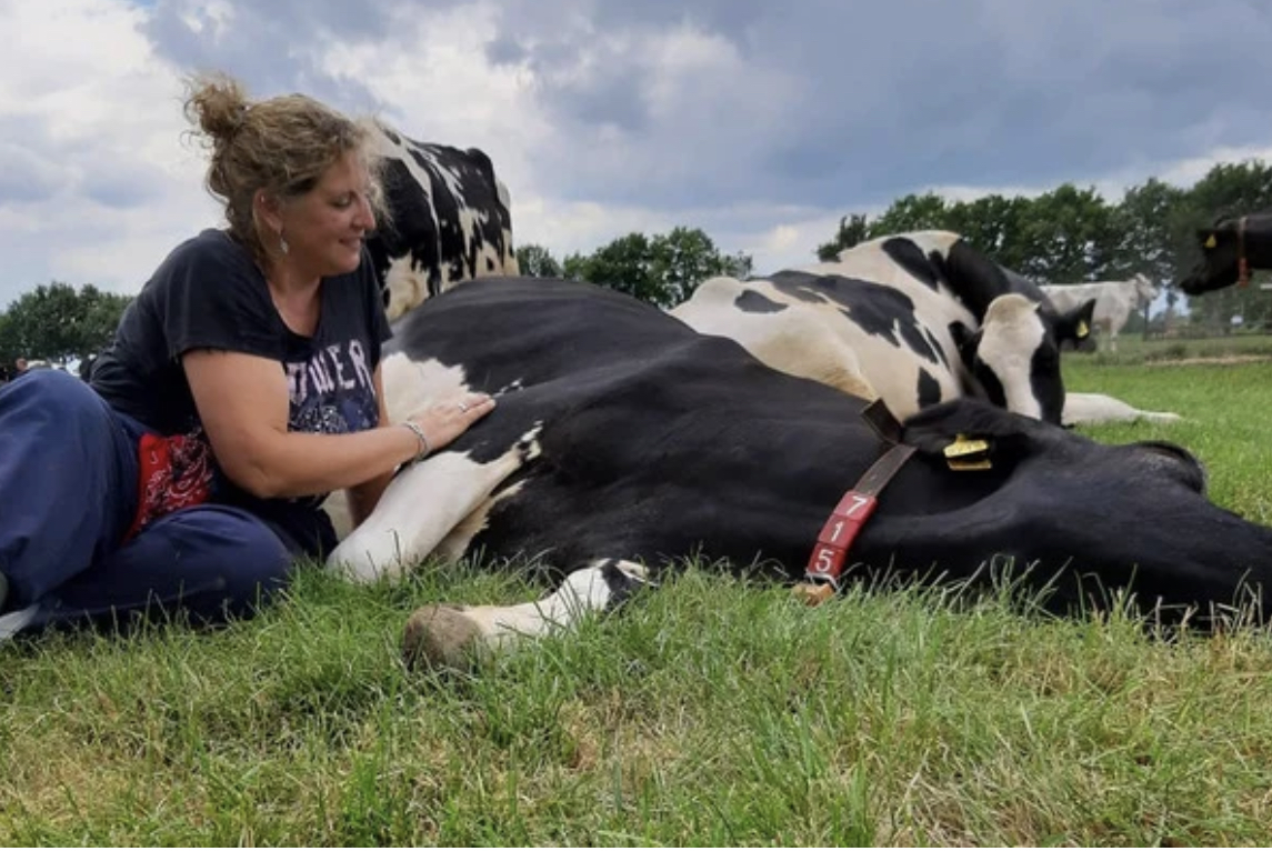 СПА-отель в Нидерландах предлагает обнимать коров