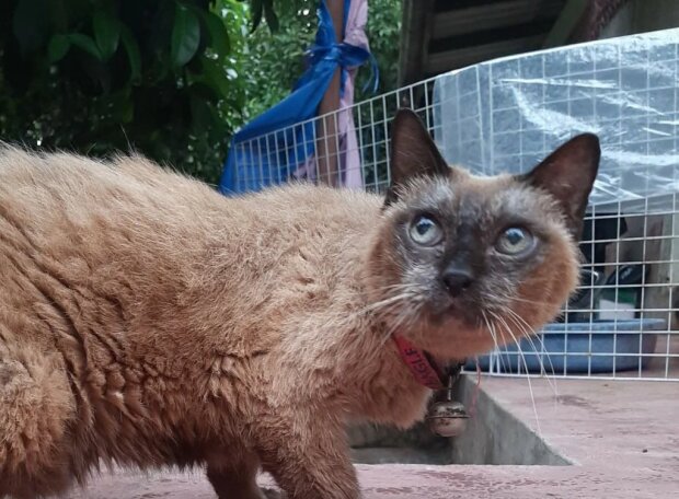 Тайская кошка оказалась самой старой на планете