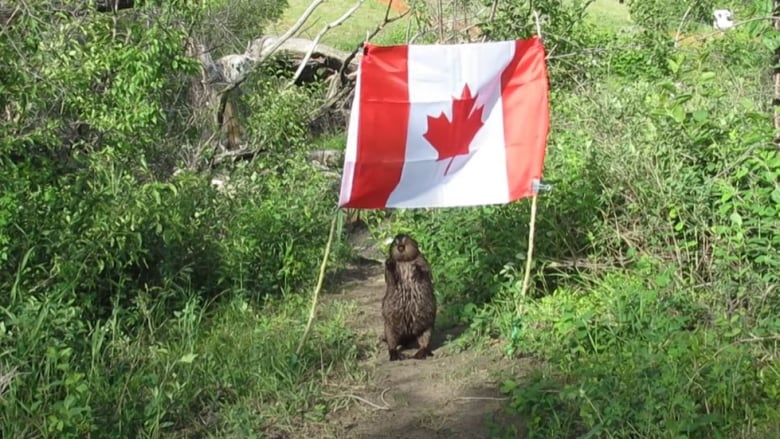 В Канаде Картошка украла флаг