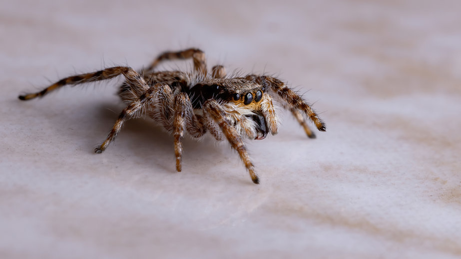Британцев атакуют сексуально озабоченные пауки