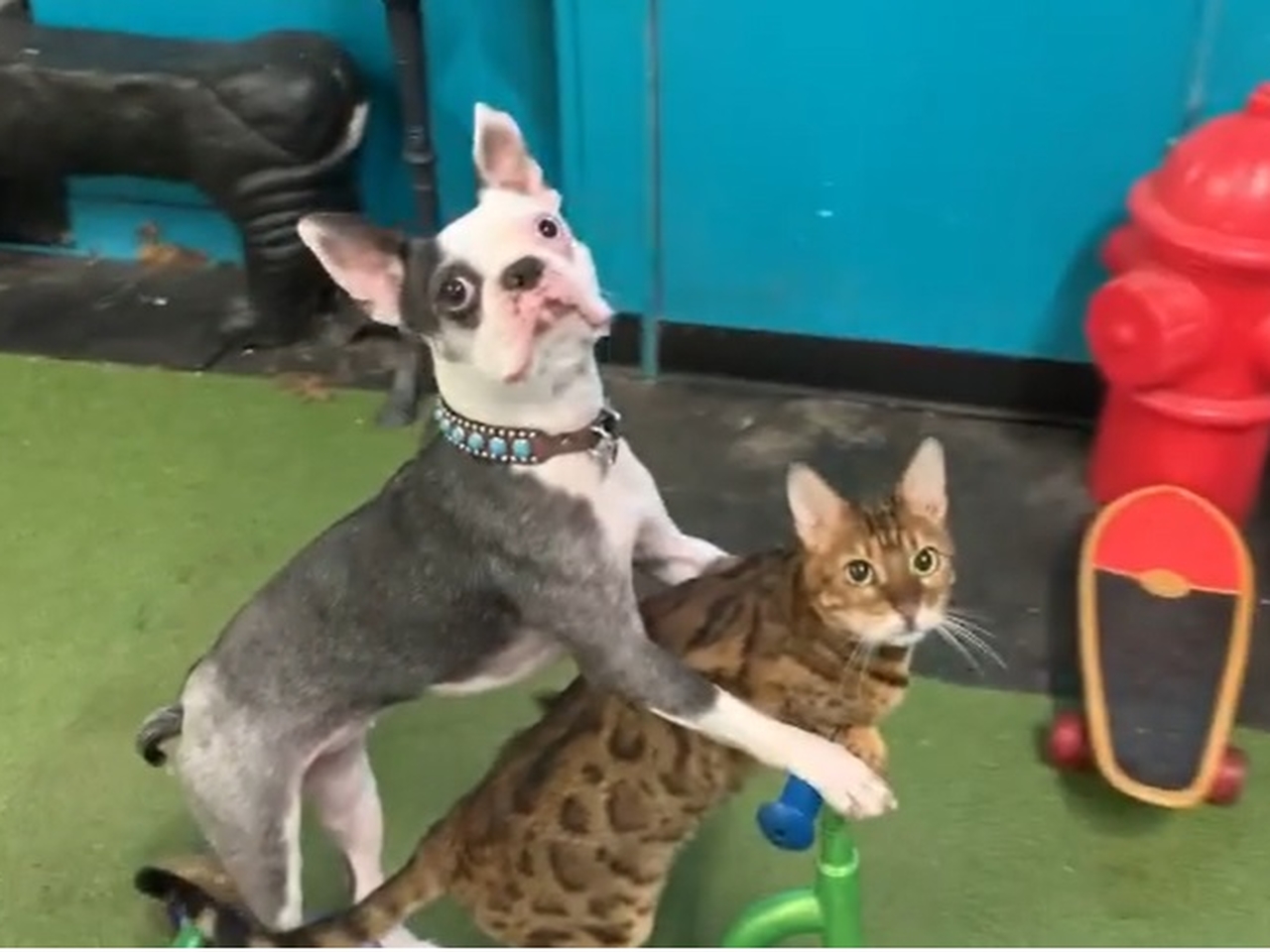 Собака и кот на самокате поставили мировой рекорд