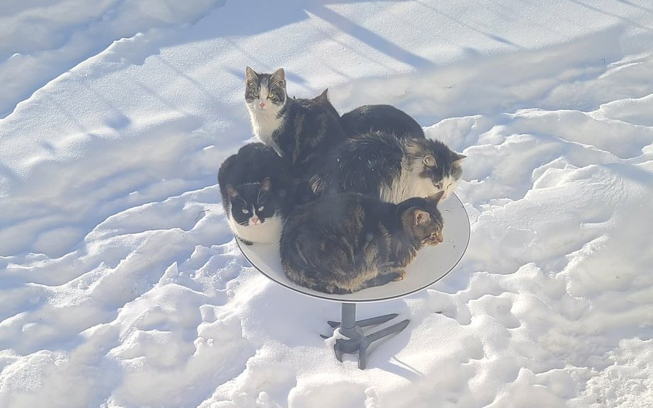 Коты в Канаде захватили спутниковые антенны