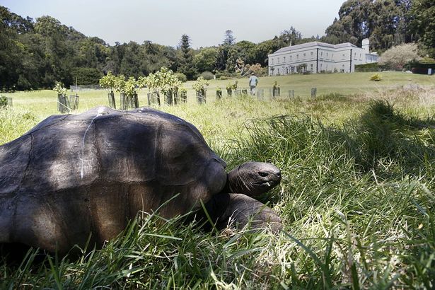 Черепаха Джонатан стала самым старым животным на Земле