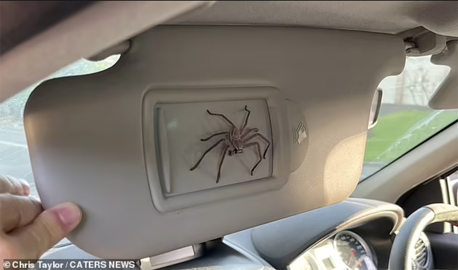 Австралиец завел в автомобиле паука и неожиданно сэкономил