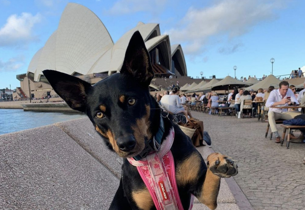 Бар в Австралии взял на работу собак