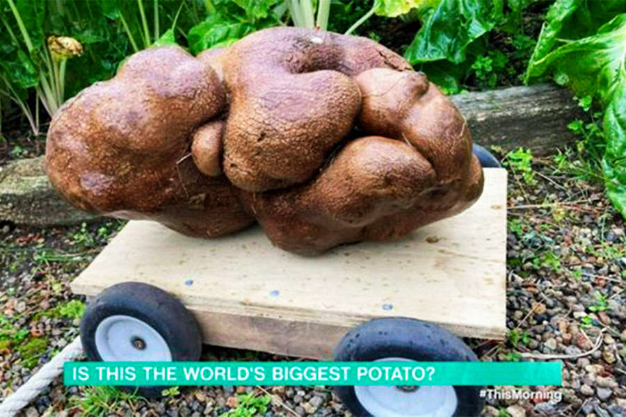 Рекордно большая картошка оказалась тыквой