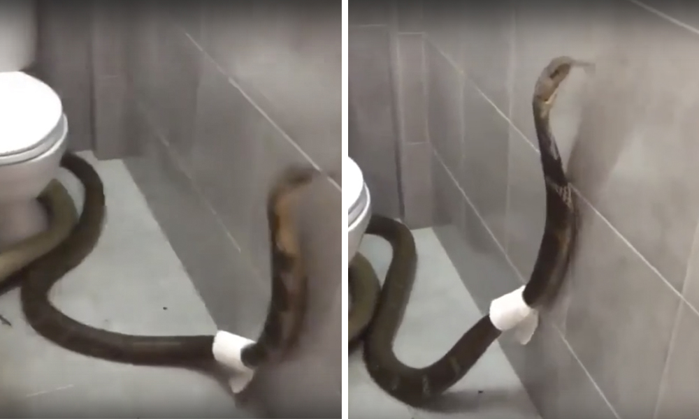 Королевская кобра проникла в санузел и украла туалетную бумагу