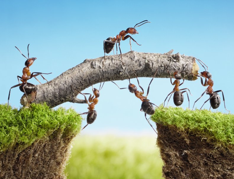 Ученые пересчитали всех муравьев на Земле