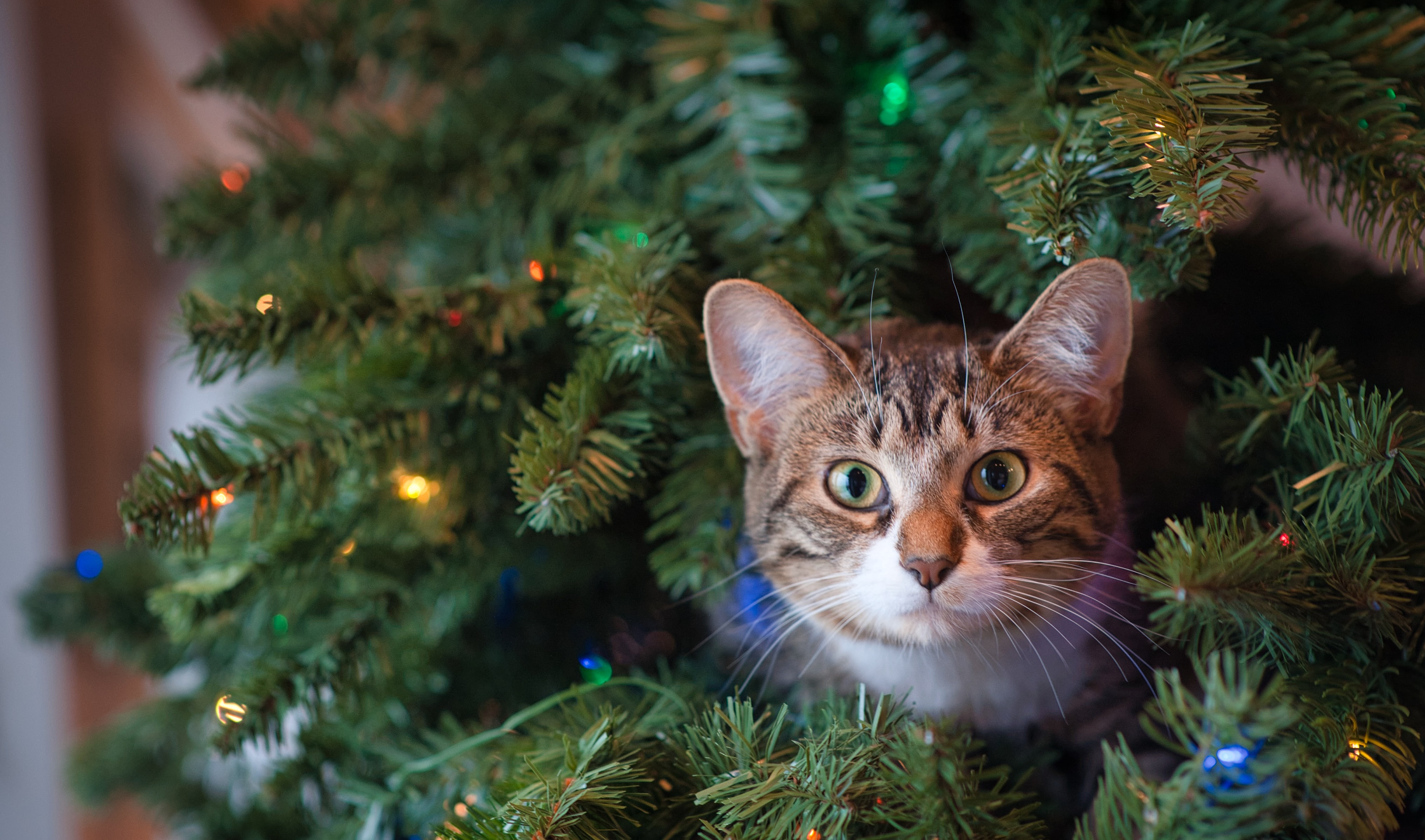 Почему коты так любят ронять новогодние ёлки, узнали учёные