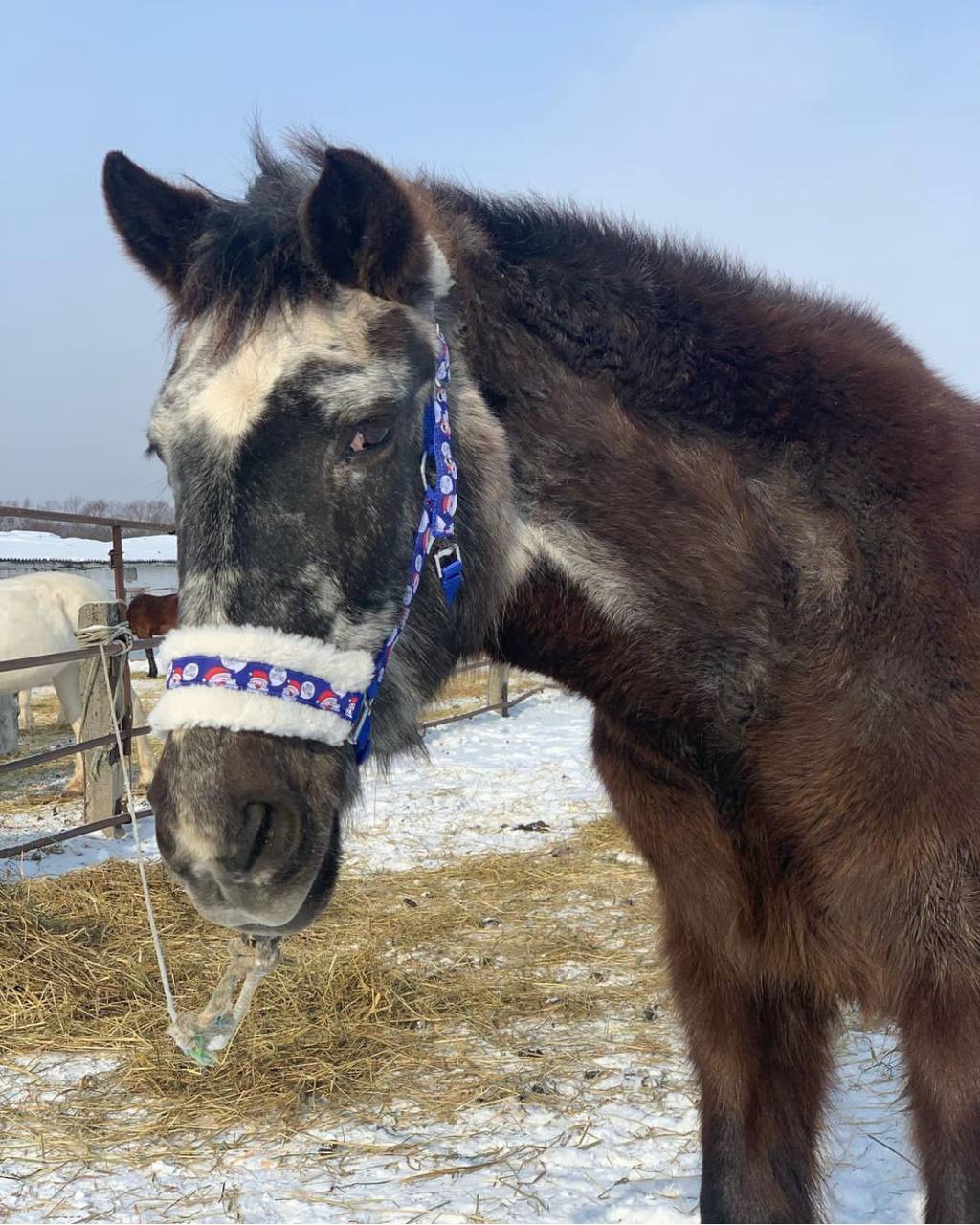 Самая старая лошадь в России отпраздновала золотой юбилей