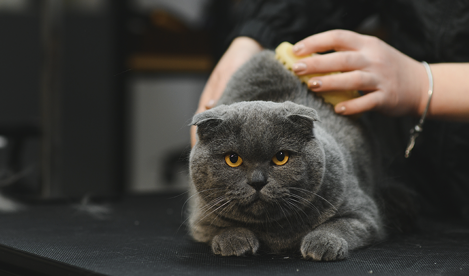 «Почеши спинку? А?» Американцам чешут спины за деньги