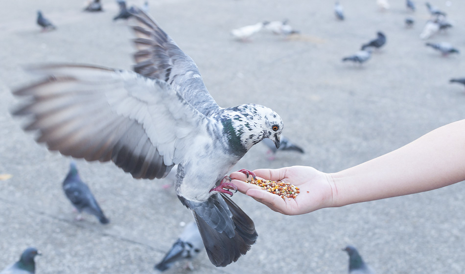 Корм для людей появился на британских прилавках